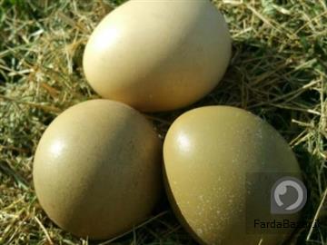 عکس آگهی فروش تخم قرقاول ارومیه
