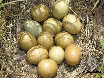 عکس آگهی فروش تخم قرقاول در ارومیه