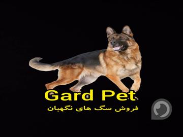 خرید و فروش انواع سگ های نگهبان