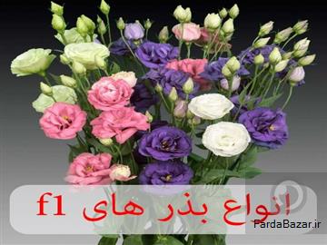 فروشگاه ظرافت ارائه کننده انواع بذر گل های F1