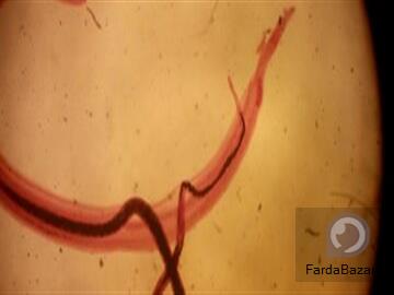 عکس <%# hl_post_title.Text %>
