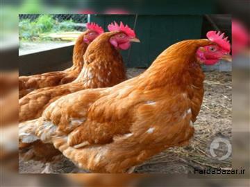 عکس آگهی فروش مرغ بومی تخمگذار اصلاح نژاد شده یکروزه