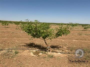 عکس آگهی فروش باغات چهارهزارمتری مجتمع باغچه ای مزرعه بادام چسکین