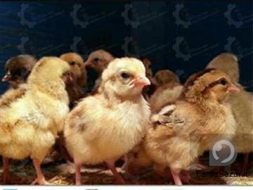 جوجه مرغ بومی